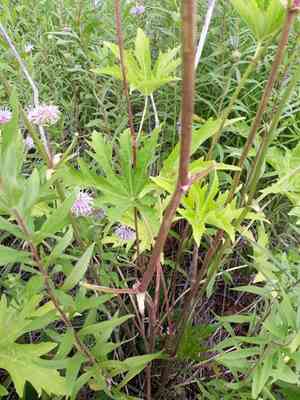 Glademallow(Napaea dioica)