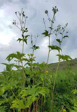Glademallow(Napaea dioica)