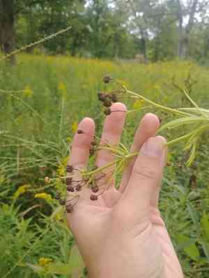 Glademallow(Napaea dioica)