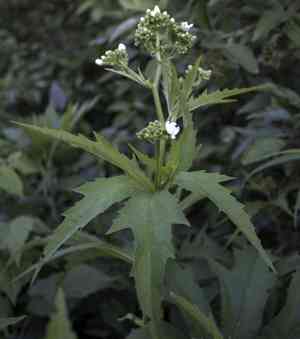 Glademallow(Napaea dioica)