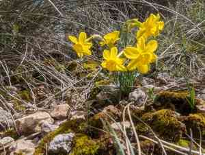 Jordan de Assos Daffodil(Narcissus assoanus)