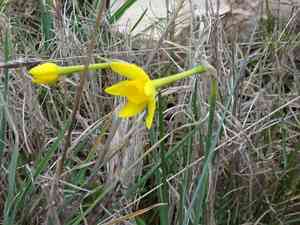 Jordan de Assos Daffodil(Narcissus assoanus)