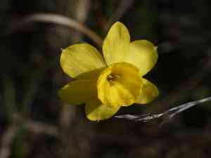 Jordan de Assos Daffodil(Narcissus assoanus)