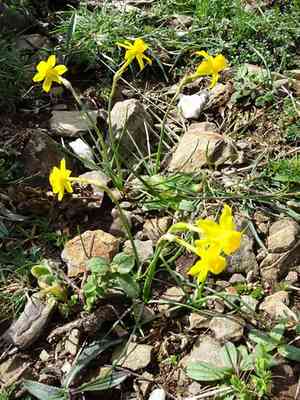 Jordan de Assos Daffodil(Narcissus assoanus)