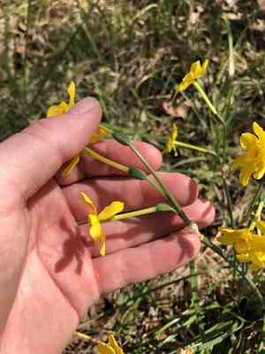 Jonquil(Narcissus jonquilla)