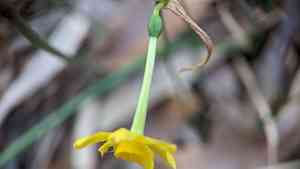 Jonquil(Narcissus jonquilla)