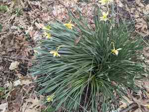 Jonquil(Narcissus jonquilla)