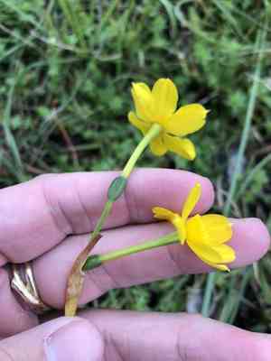 Jonquil(Narcissus jonquilla)