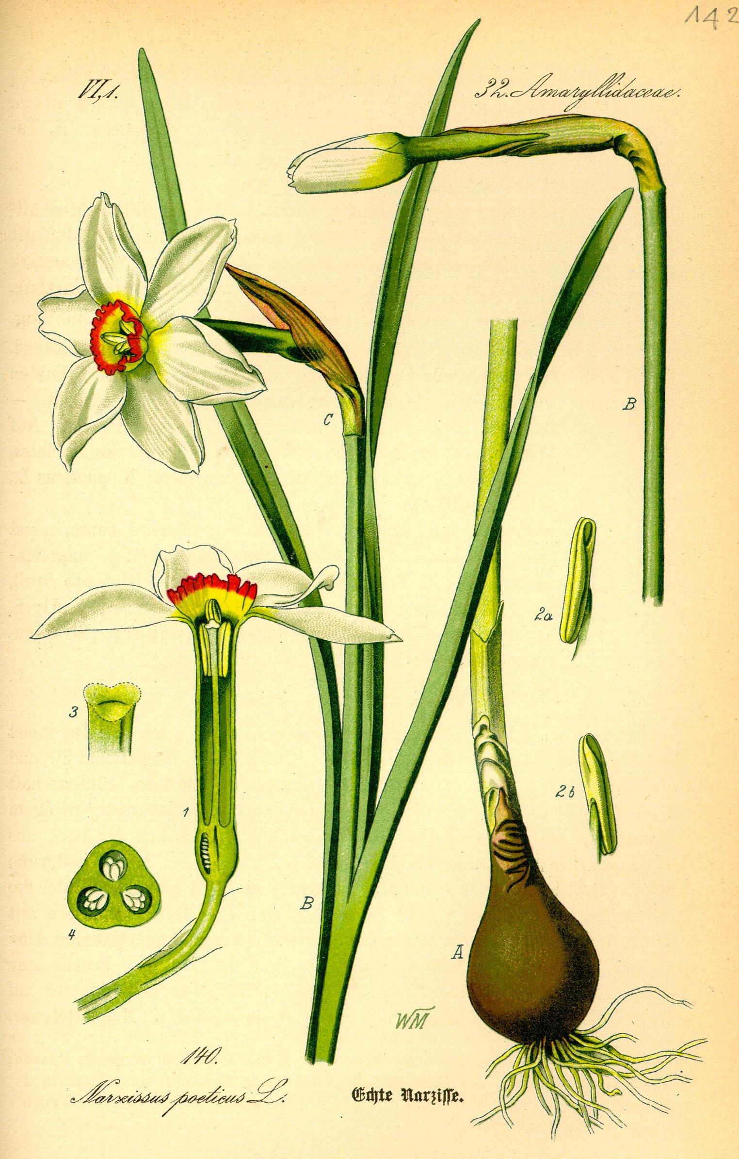 Poet's narcissus
