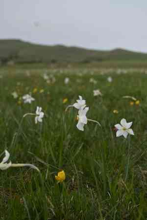 Poet's narcissus(Narcissus poeticus)