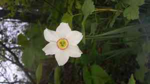 Poet's narcissus(Narcissus poeticus)