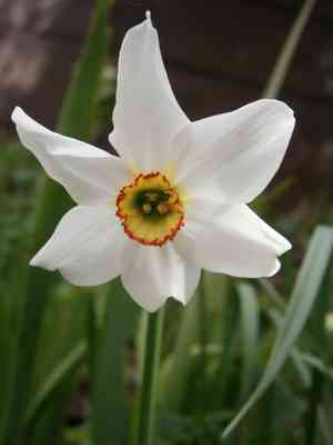 Poet's narcissus(Narcissus poeticus)
