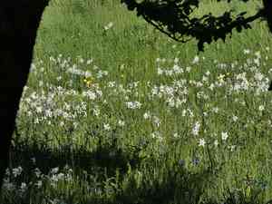 Poet's narcissus(Narcissus poeticus)