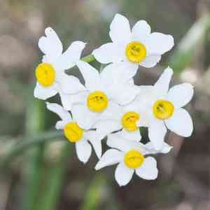 Chinese sacred lily(Narcissus tazetta)