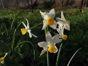 Chinese sacred lily(Narcissus tazetta)