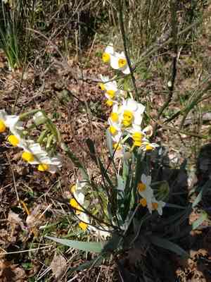 Chinese sacred lily(Narcissus tazetta)