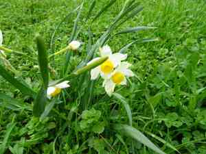 Chinese sacred lily(Narcissus tazetta)