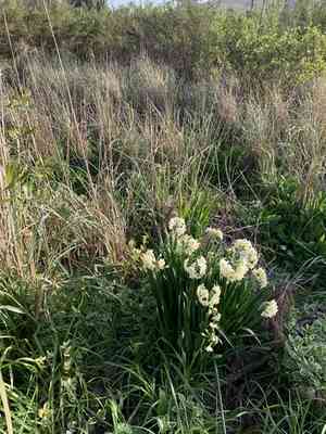 Chinese sacred lily(Narcissus tazetta)
