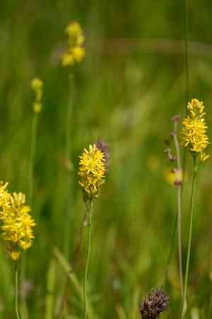 Yellow asphodel(Narthecium americanum)