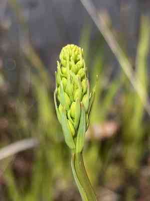 Yellow asphodel(Narthecium americanum)