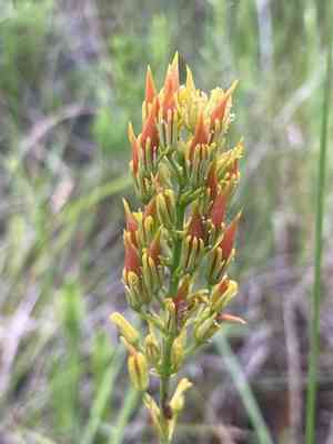 Yellow asphodel(Narthecium americanum)