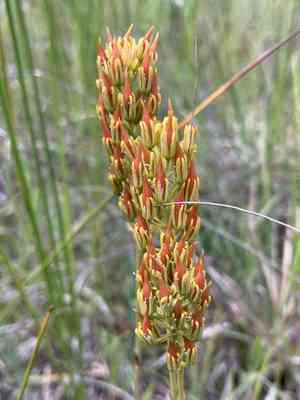 Yellow asphodel(Narthecium americanum)