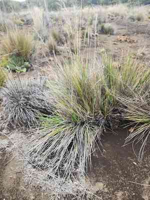 Nodding Needlegrass(Nassella cernua)