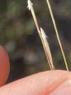 Nodding Needlegrass(Nassella cernua)