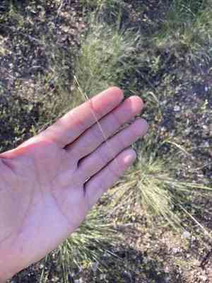 Nodding Needlegrass(Nassella cernua)