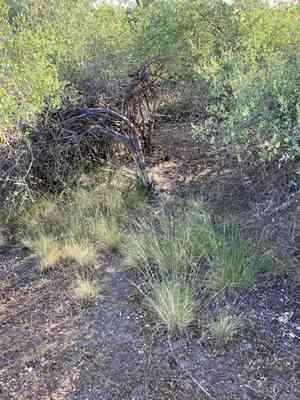 Nodding Needlegrass(Nassella cernua)