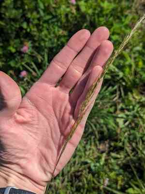 Green needlegrass(Nassella viridula)