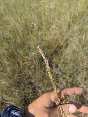 Green needlegrass(Nassella viridula)