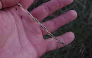 Green needlegrass(Nassella viridula)