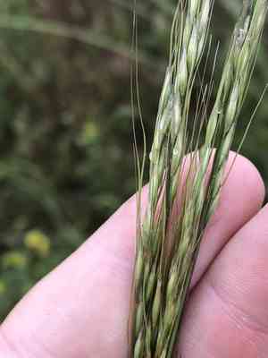 Green needlegrass(Nassella viridula)