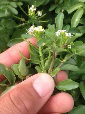 Watercress(Nasturtium officinale)