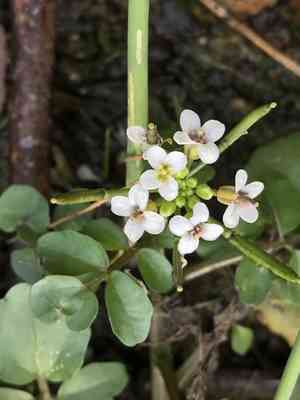 Watercress(Nasturtium officinale)