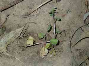 Watercress(Nasturtium officinale)