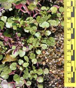 Watercress(Nasturtium officinale)