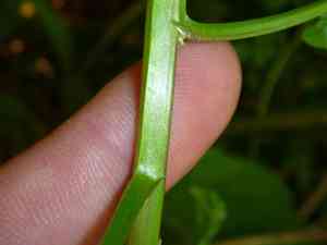 Nasturtium (Nasturtium)(Nasturtium)