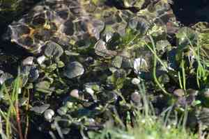 Nasturtium (Nasturtium)(Nasturtium)
