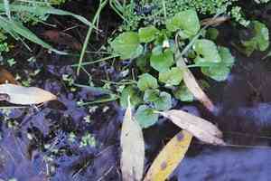 Nasturtium (Nasturtium)(Nasturtium)