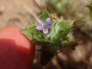Hollyleaf pincushionplant(Navarretia atractyloides)