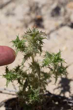 Hollyleaf pincushionplant(Navarretia atractyloides)