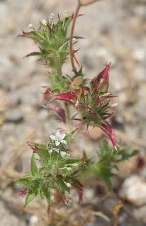 Hollyleaf pincushionplant(Navarretia atractyloides)
