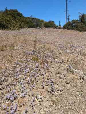 Calistoga pincushionplant(Navarretia heterodoxa)