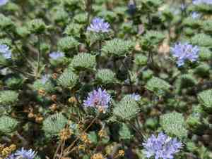 Calistoga pincushionplant(Navarretia heterodoxa)