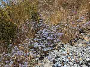 Calistoga pincushionplant(Navarretia heterodoxa)