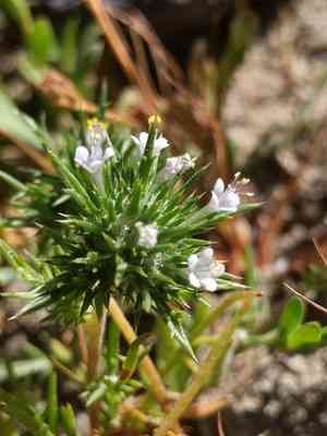 Needle-leaf navarretia(Navarretia intertexta)