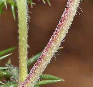 Needle-leaf navarretia(Navarretia intertexta)