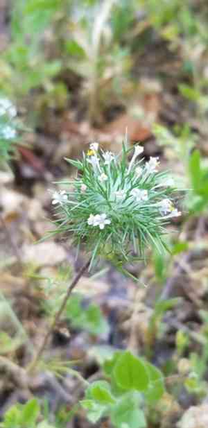 Needle-leaf navarretia(Navarretia intertexta)